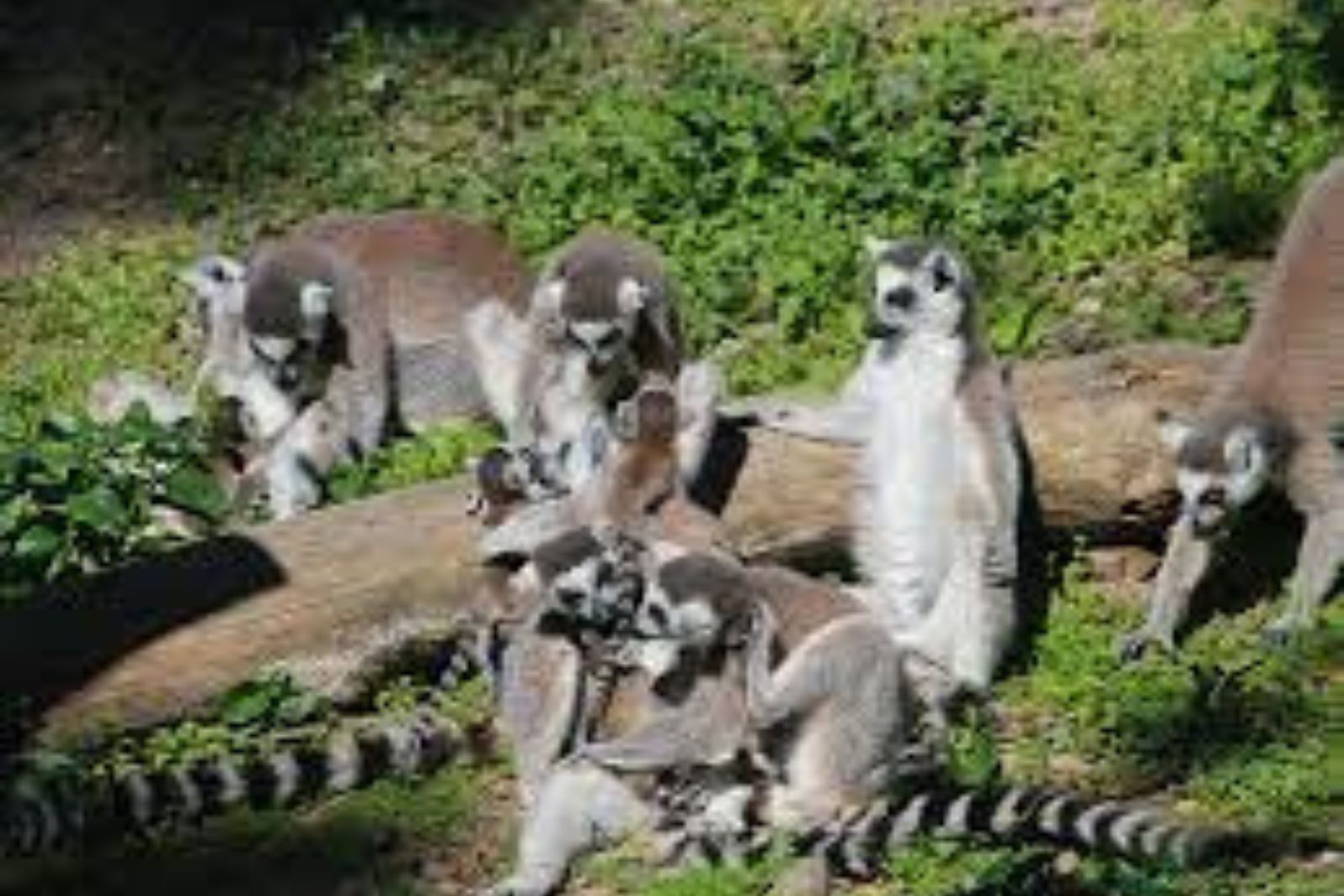 boleto de experiencia detrás del escenario del zoológico de adelaida lemur feeding